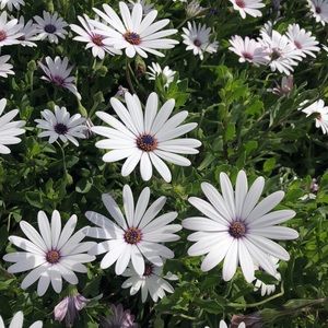 Meet your Posher, Noelle